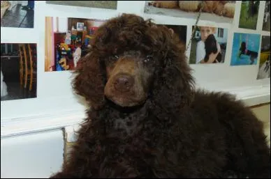  quel moment est-il conseill de donner  manger  son chien ?