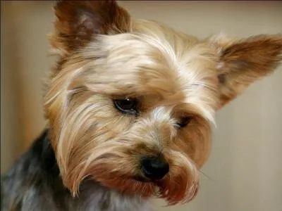 Lorsqu'on donne un ordre  son chien, qu'est-ce qui est le plus important ?