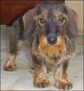 Que sont les vibrisses chez le chien ?