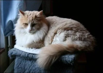 Comment viter les dgts dans la maison lorsque le chat fait ses griffes ?