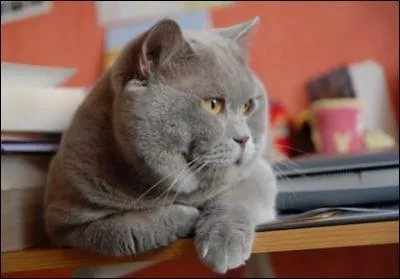 Quelles sont les deux principales maladies lies au vieillissement chez le chat ?