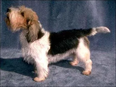 Quelle est la race de ce chien ?