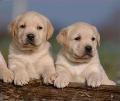  quel ge apparat la dentition dfinitive chez le chien ?