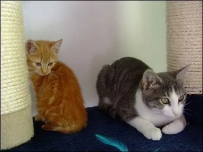 Pourquoi le chat fait-il un toilettage frquent ?