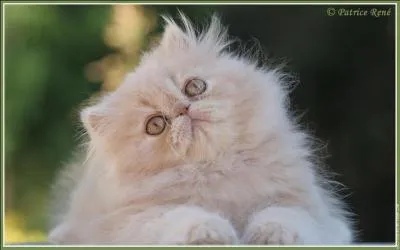 Combien de fois par jour faut-il donner  manger  un chat dans une journe ?