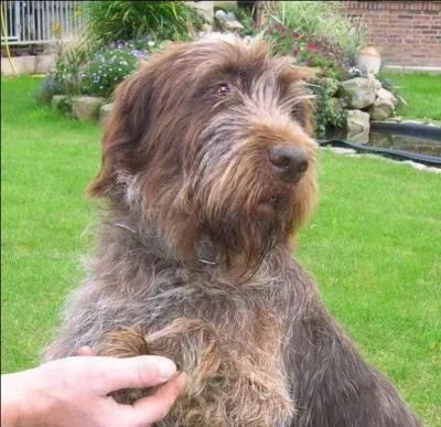 En ce qui concerne la digestion, qu'est-ce qui est bien plus forte chez le chien que chez l'homme ?