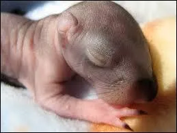 Quand les chiens viennent de natre ils :