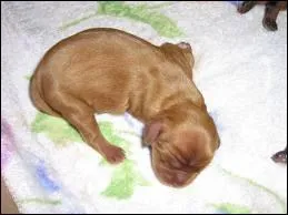 Quand les chiens naissent, ils sont :