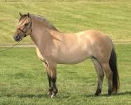 Quiz Chevaux
