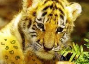 Quiz Vrai ou faux sur les tigres (2)