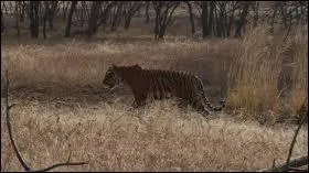 Sur son territoire, le tigre possde plusieurs tanires.