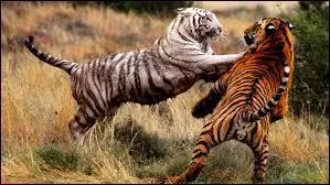 Le tigre n'a pas de prdateurs.