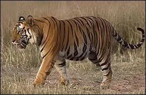 Le tigre est le 3e plus gros prdateur de la Terre.