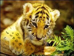 Les bbs tigres s'appellent des tigrons.