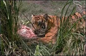 Les tigres peuvent consommer jusqu' 20 kg de viande par jour.