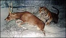 Le tigre est un chasseur crpusculaire.