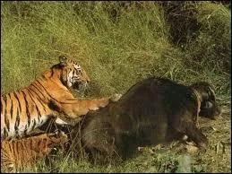 Le tigre touffe ses plus grosses proies.