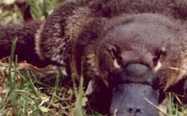 Quiz Animaux bizarres
