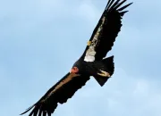 Quiz Rapaces du monde