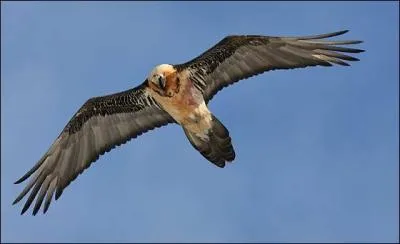 Quelle est la proie prfre du gypate barbu ?