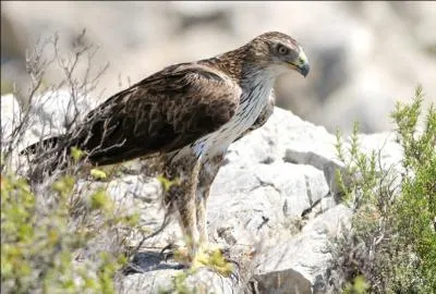 Quel est ce rapace ?