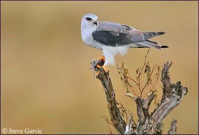 Quel est ce rapace ?