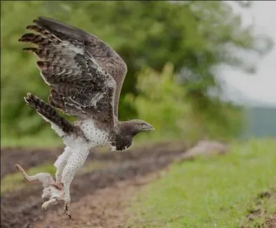 Quel est l'aigle qui a la plus grande envergure (sans compter les pygargues) ?