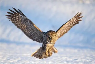 Quelle est la plus grande chouette du monde ?