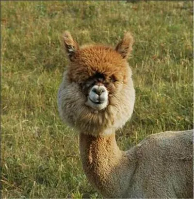 Que risquez-vous si vous agacez un lama ou un alpaca ?