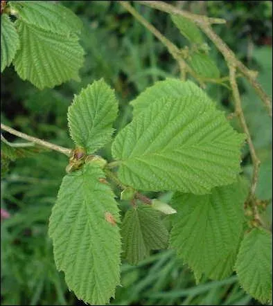 Quel fruit pousse sur l'avelinier ?