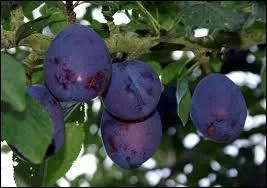 Quel est ce fruit appel 'prune de Damas  ?