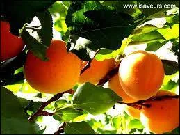 L'abricot est un hybride n d'un prunier et d'un pcher :