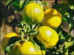 Quel est ce fruit issu du croisement d'une orange amre et d'une lime ?