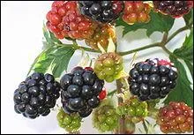 Ces mures sauvages sont les fruits :