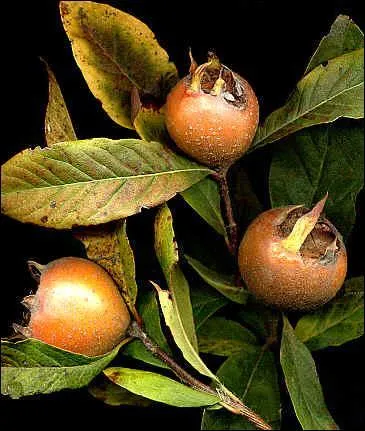 Quel est cet arbre ?