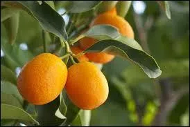 Quel est le nom de cette orange amre dont on se sert galement en parfumerie ?