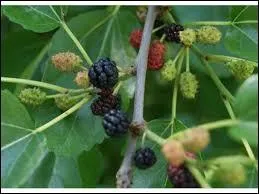 Ces fruits sont issus d'un arbre pouvant atteindre 30 m de haut, lequel ?