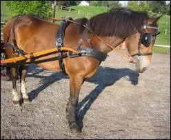 Comment s'appelle la partie du harnachement (mont ou attel, voir photo) qui passe sur le poitrail du cheval/poney ?