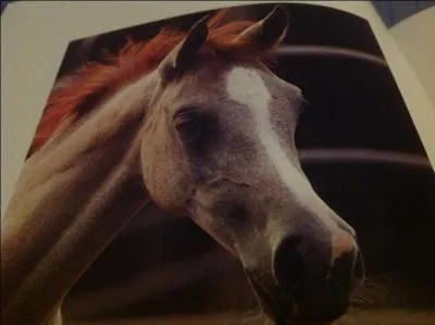 Comment appelle-t-on la marque que ce cheval a sur la tte ?