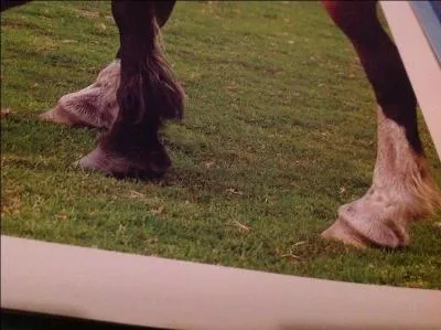 Quelle est la particularit de ce cheval ?