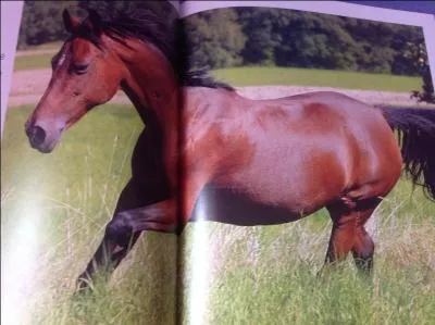 Quelle est la robe de ce cheval ?