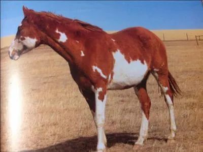 Quelle est la robe de ce cheval ?