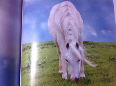 Quelle est la robe de ce cheval ?