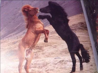 Quelles sont les robes de ces chevaux ?