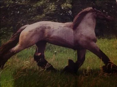Quelle est la robe de ce cheval ?