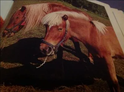 Quelle est la particularit de cet alezan ?