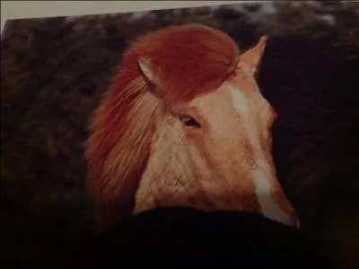 Quelle est la robe de ce cheval ?