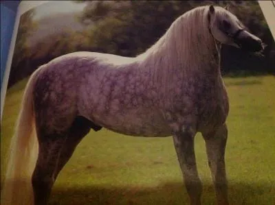 Quelle est la robe de ce cheval ?