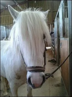 Le genou du cheval se trouve sur le postrieur :