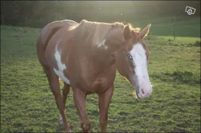 O se trouve la salire du cheval ?